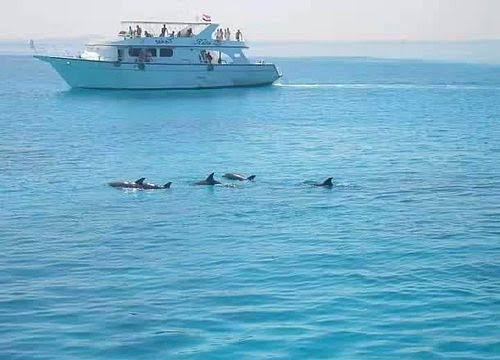 Private Dolphin trip Hurghada by Speed Boat'